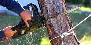 Best Tree Removal Services  in West Berlin, NJ